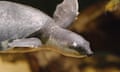 The vulnerable pig-nosed turtle.