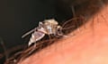 Closeup of a midge on a person’s hand 
