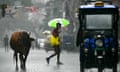 People and a cow walking on a street in the rain
