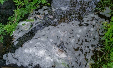 Pollution and plant debris on the River Misbourne near the village of Chalfont St Peter in Buckinghamshire