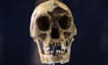 A Homo floresiensis skull