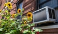 an air conditioner sits in a window of a brick building, with sunflowers growing next to it