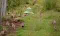 A few of the hundreds of pheasants Mark came across in Northumberland.